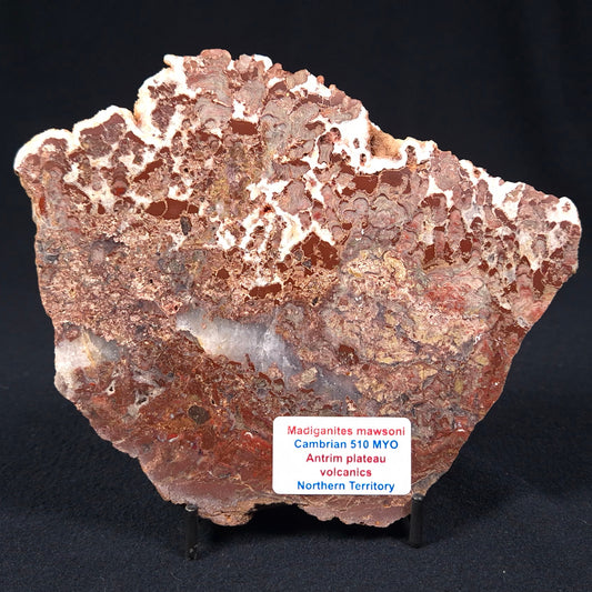 MADIGANITES MAWSONI STROMATOLITE, Cambrian, Australia ZMM011