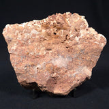 MADIGANITES MAWSONI STROMATOLITE, Cambrian, Australia ZMM011
