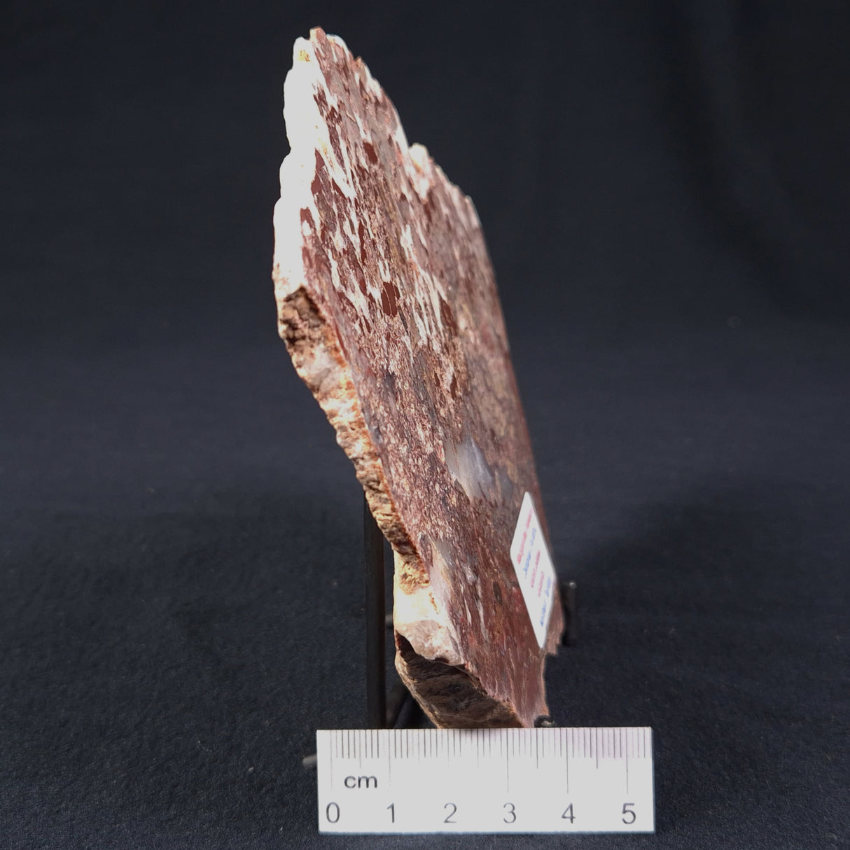 MADIGANITES MAWSONI STROMATOLITE, Cambrian, Australia ZMM011