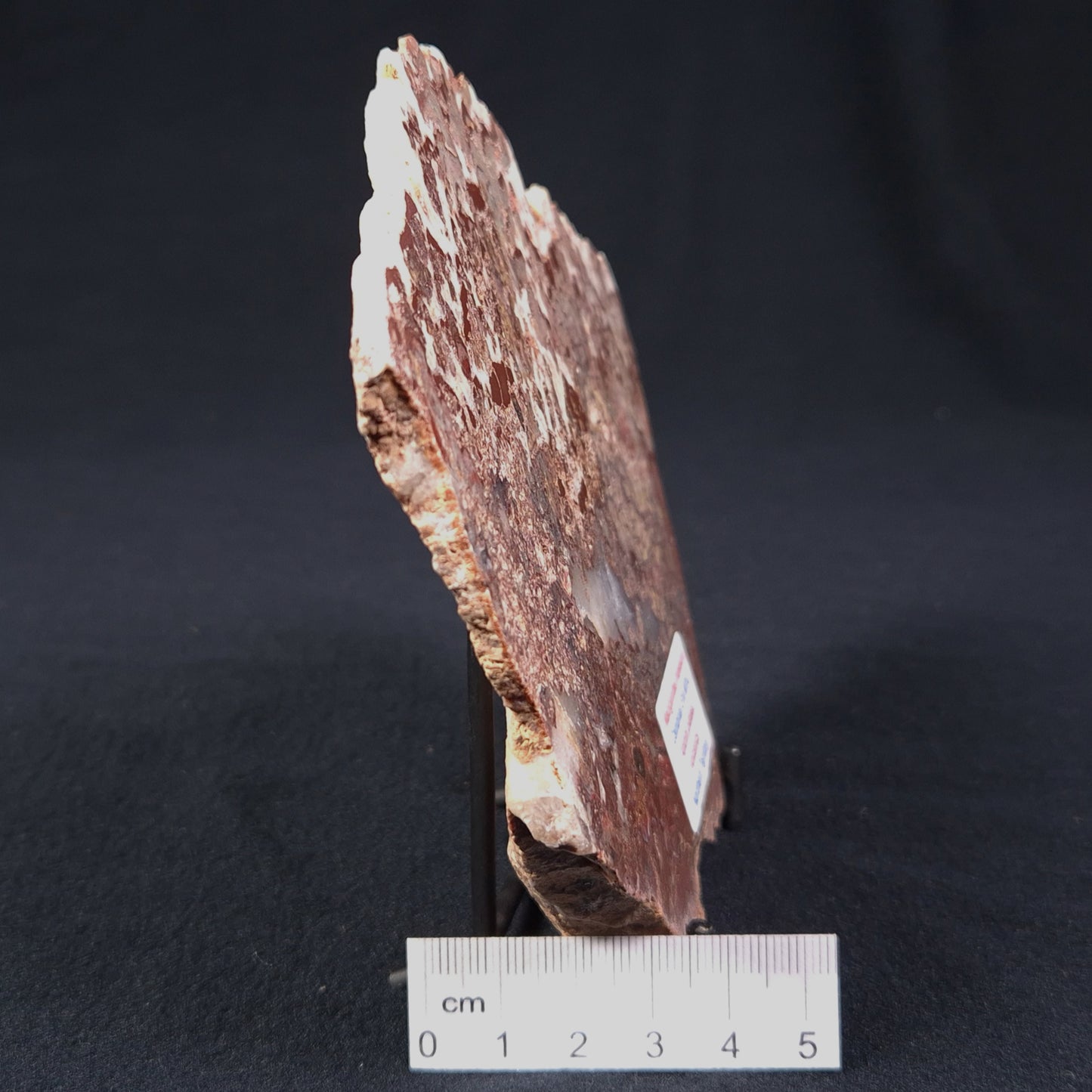 MADIGANITES MAWSONI STROMATOLITE, Cambrian, Australia ZMM011