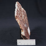MADIGANITES MAWSONI STROMATOLITE, Cambrian, Australia ZMM011