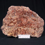 MADIGANITES MAWSONI STROMATOLITE, Cambrian, Australia ZMM012