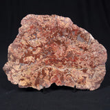 MADIGANITES MAWSONI STROMATOLITE, Cambrian, Australia ZMM012
