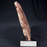 MADIGANITES MAWSONI STROMATOLITE, Cambrian, Australia ZMM012