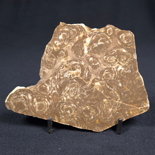 KULPARIA ALICIA STROMATOLITE, Proterozoic, Australia ZKA001
