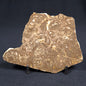 KULPARIA ALICIA STROMATOLITE, Proterozoic, Australia ZKA001