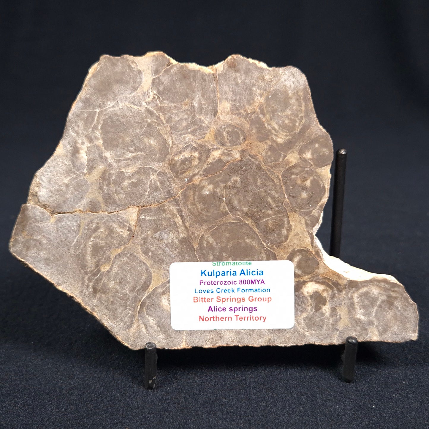 KULPARIA ALICIA STROMATOLITE, Proterozoic, Australia ZKA001