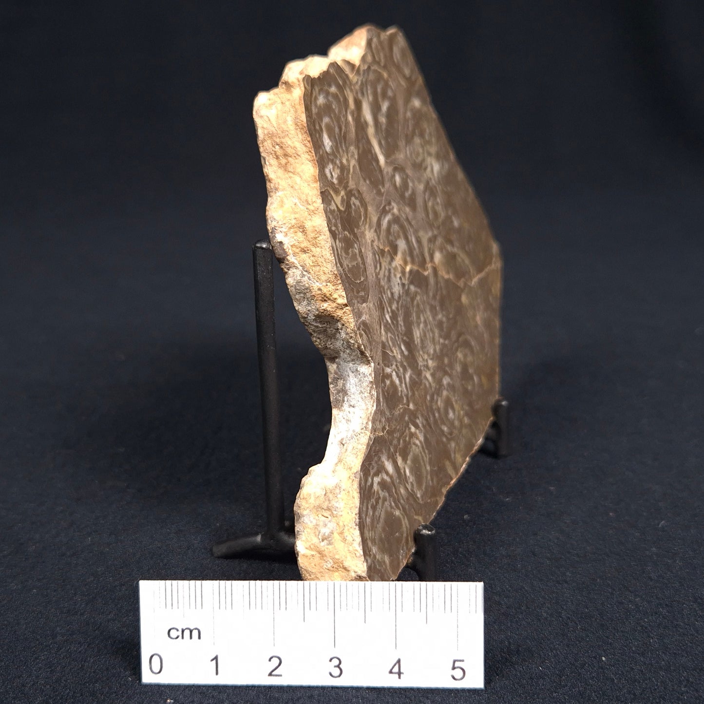 KULPARIA ALICIA STROMATOLITE, Proterozoic, Australia ZKA001