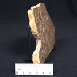 KULPARIA ALICIA STROMATOLITE, Proterozoic, Australia ZKA001
