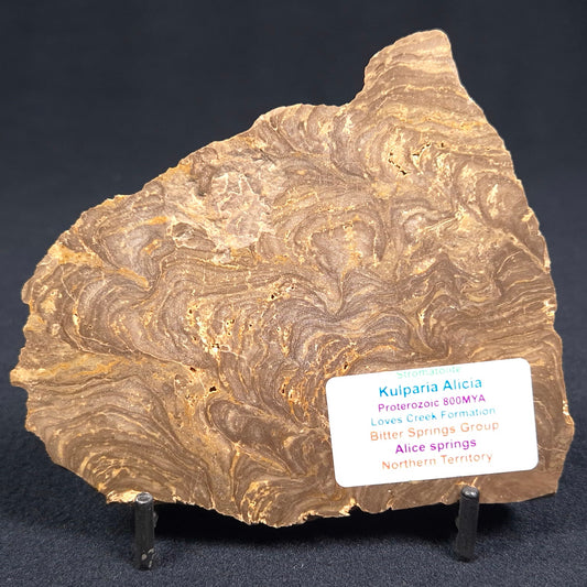 KULPARIA ALICIA STROMATOLITE, Proterozoic, Australia ZKA002