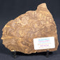 KULPARIA ALICIA STROMATOLITE, Proterozoic, Australia ZKA002