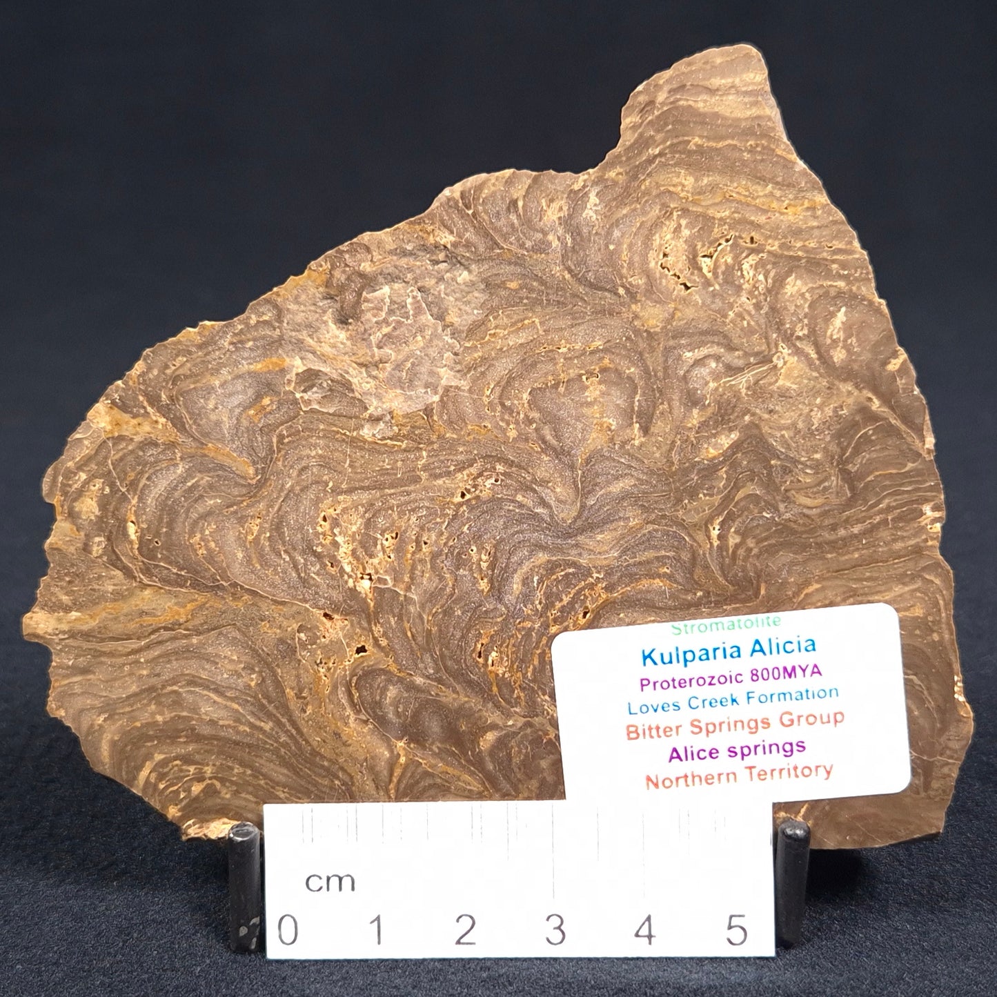 KULPARIA ALICIA STROMATOLITE, Proterozoic, Australia ZKA002
