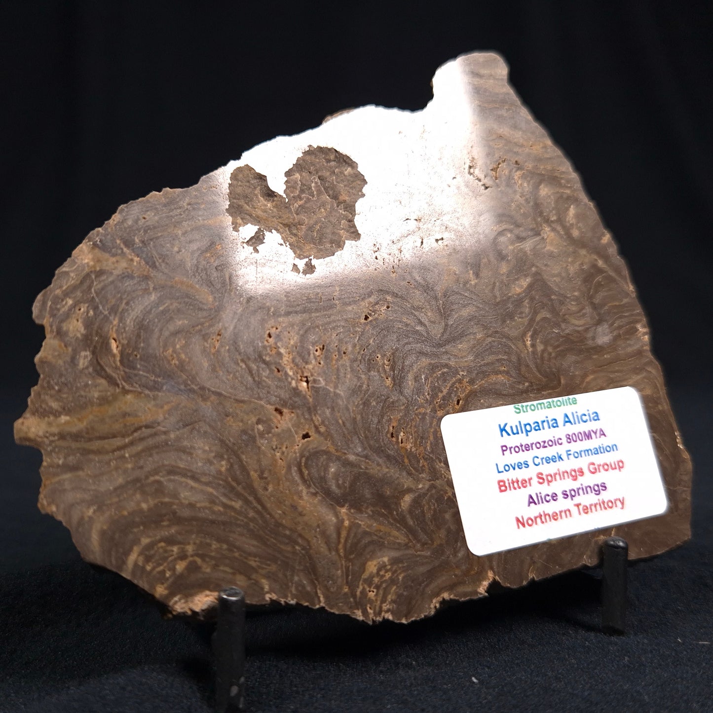 KULPARIA ALICIA STROMATOLITE, Proterozoic, Australia ZKA002