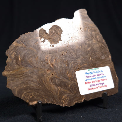 KULPARIA ALICIA STROMATOLITE, Proterozoic, Australia ZKA002