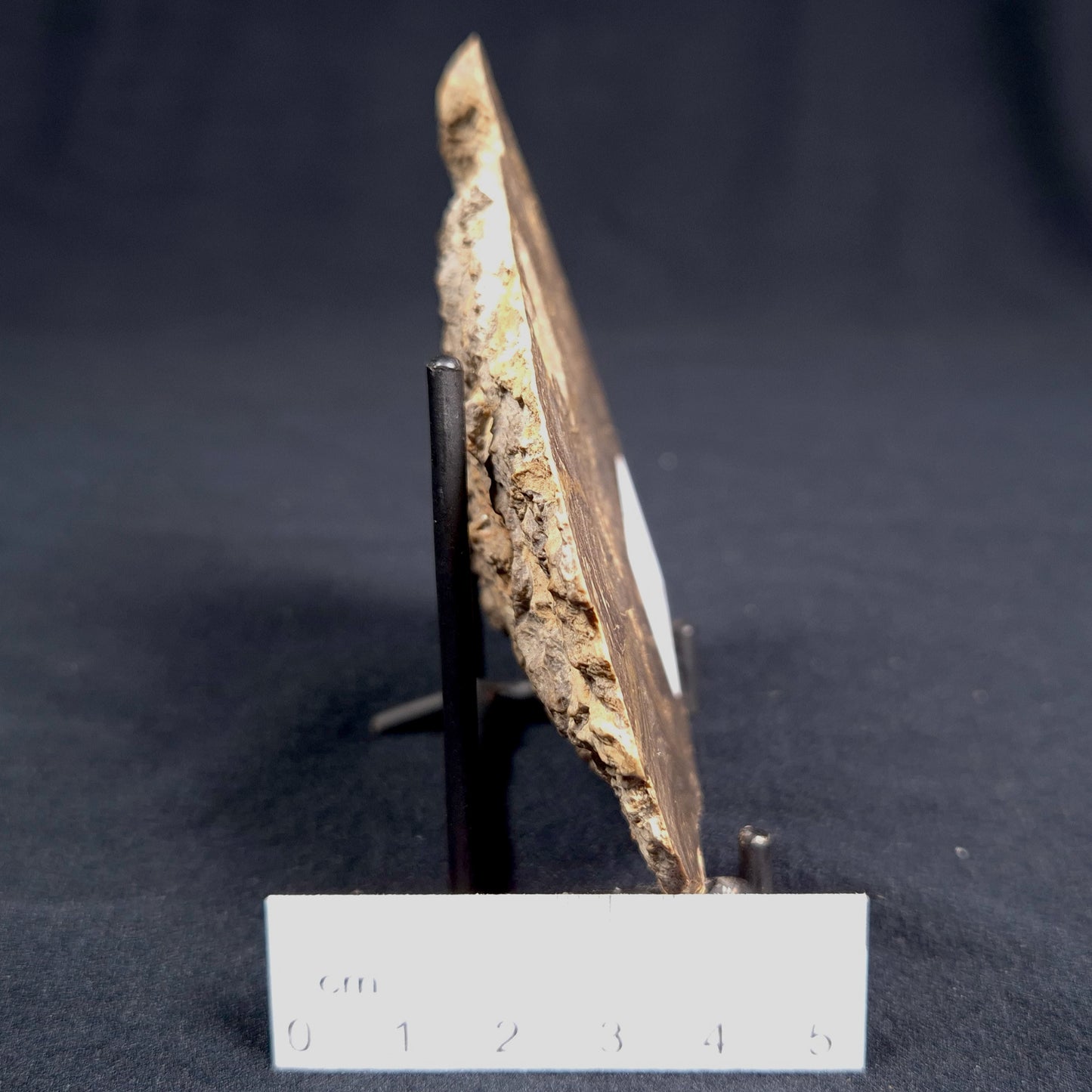 KULPARIA ALICIA STROMATOLITE, Proterozoic, Australia ZKA002