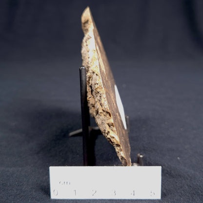 KULPARIA ALICIA STROMATOLITE, Proterozoic, Australia ZKA002