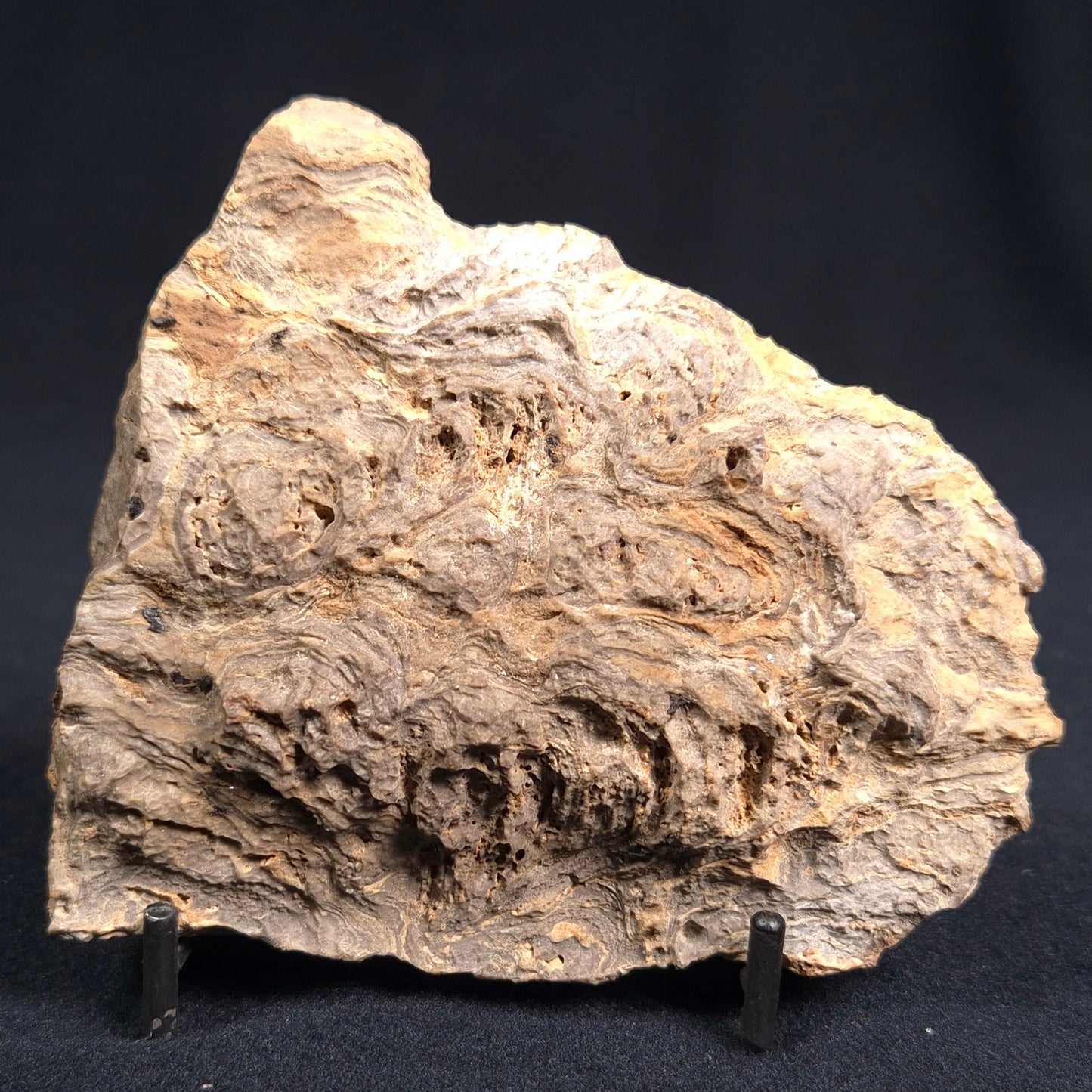 KULPARIA ALICIA STROMATOLITE, Proterozoic, Australia ZKA002