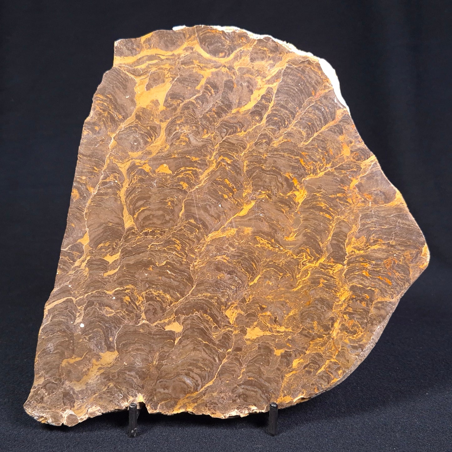 KULPARIA ALICIA STROMATOLITE, Proterozoic, Australia ZKA003