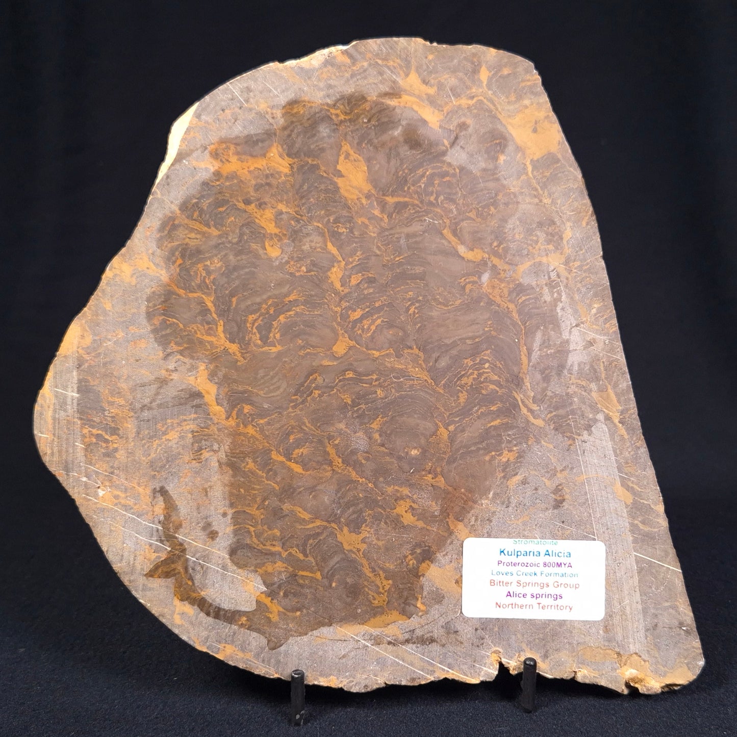 KULPARIA ALICIA STROMATOLITE, Proterozoic, Australia ZKA003