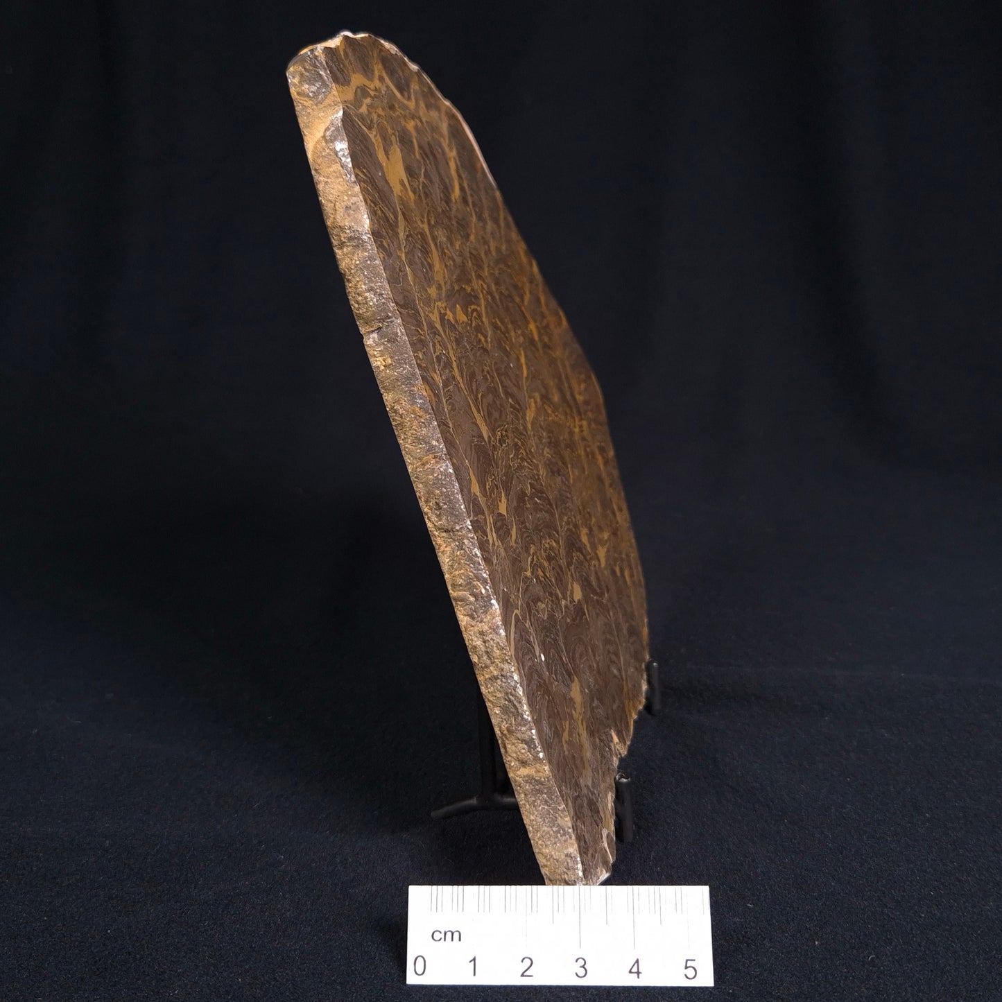 KULPARIA ALICIA STROMATOLITE, Proterozoic, Australia ZKA003