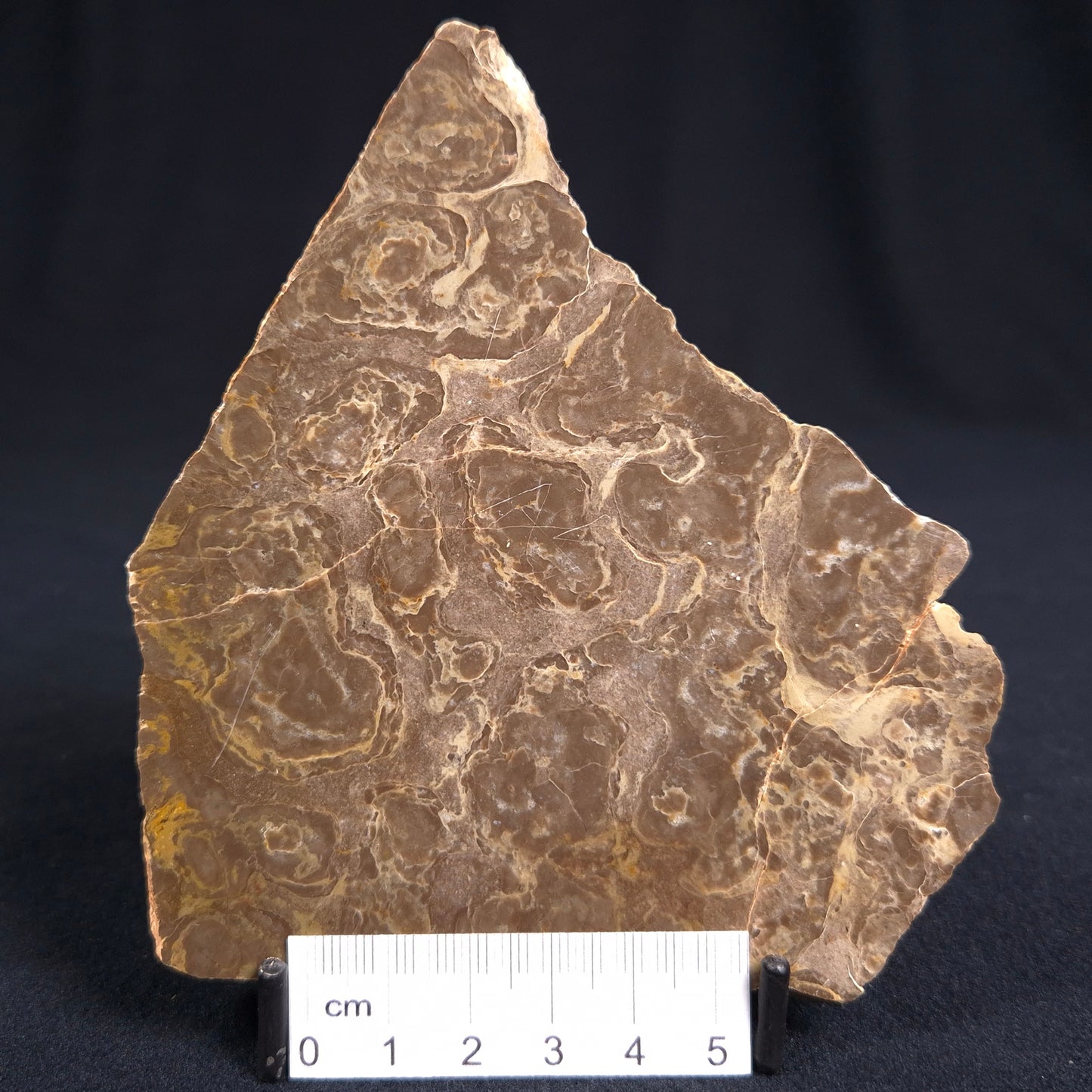 KULPARIA ALICIA STROMATOLITE, Proterozoic, Australia ZKA004