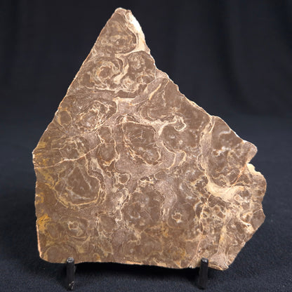 KULPARIA ALICIA STROMATOLITE, Proterozoic, Australia ZKA004