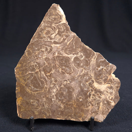 KULPARIA ALICIA STROMATOLITE, Proterozoic, Australia ZKA004