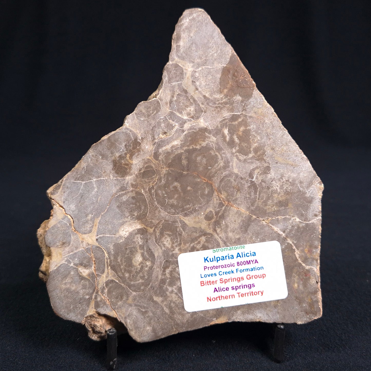 KULPARIA ALICIA STROMATOLITE, Proterozoic, Australia ZKA004
