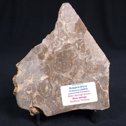 KULPARIA ALICIA STROMATOLITE, Proterozoic, Australia ZKA004