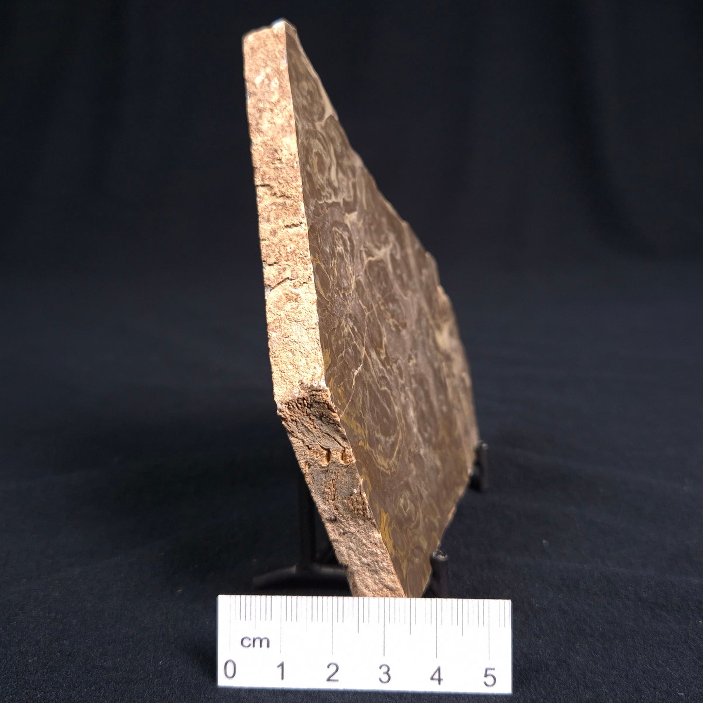 KULPARIA ALICIA STROMATOLITE, Proterozoic, Australia ZKA004