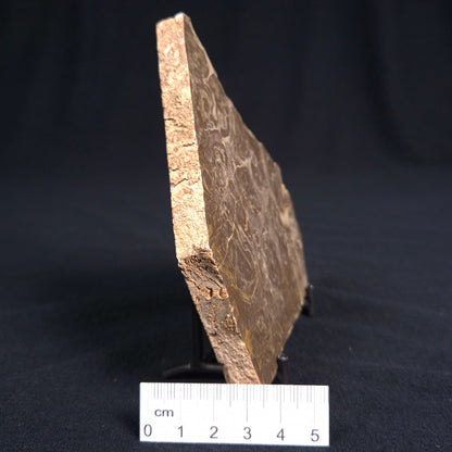 KULPARIA ALICIA STROMATOLITE, Proterozoic, Australia ZKA004
