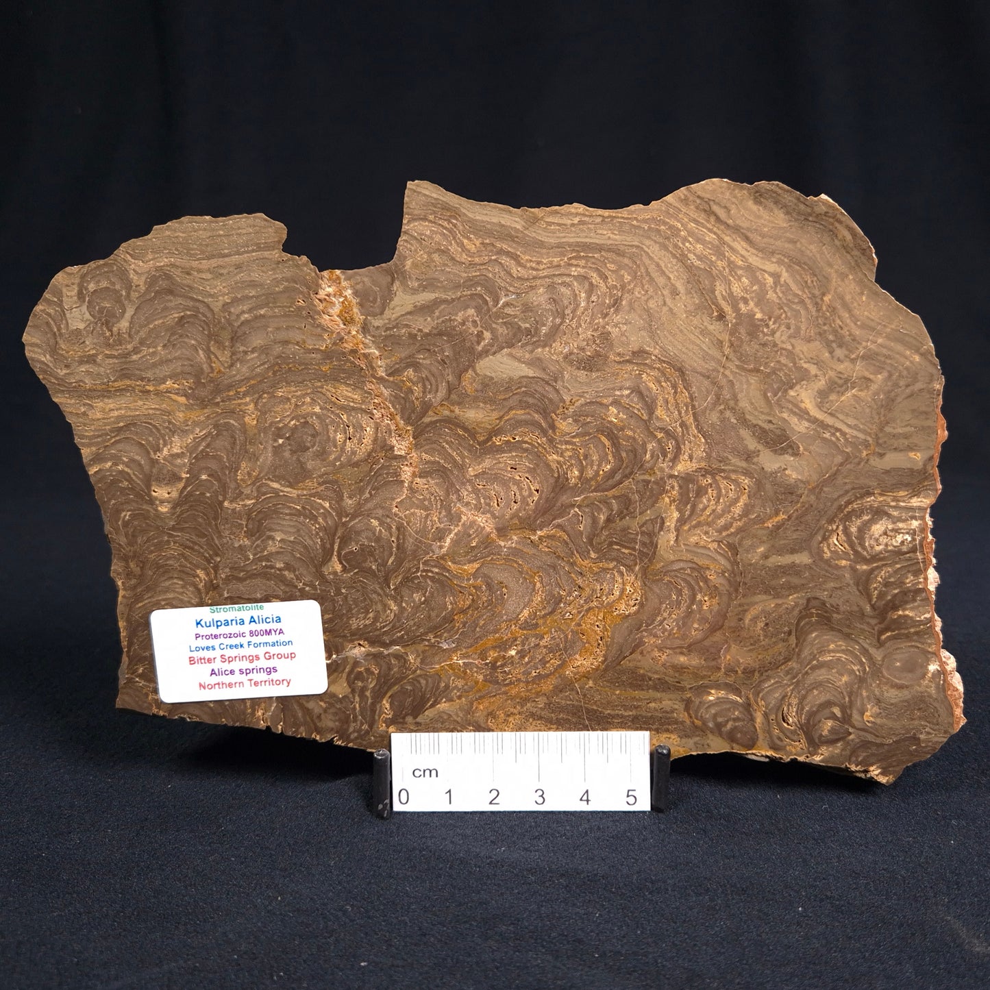 KULPARIA ALICIA STROMATOLITE, Proterozoic, Australia ZKA005