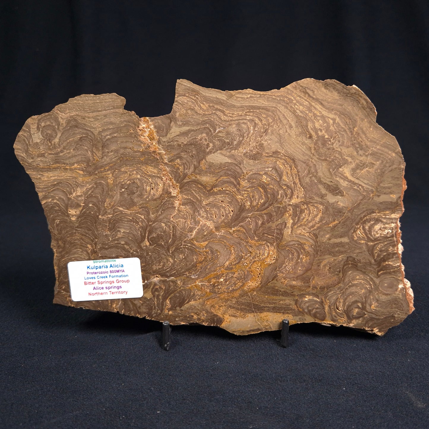 KULPARIA ALICIA STROMATOLITE, Proterozoic, Australia ZKA005