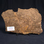 KULPARIA ALICIA STROMATOLITE, Proterozoic, Australia ZKA005