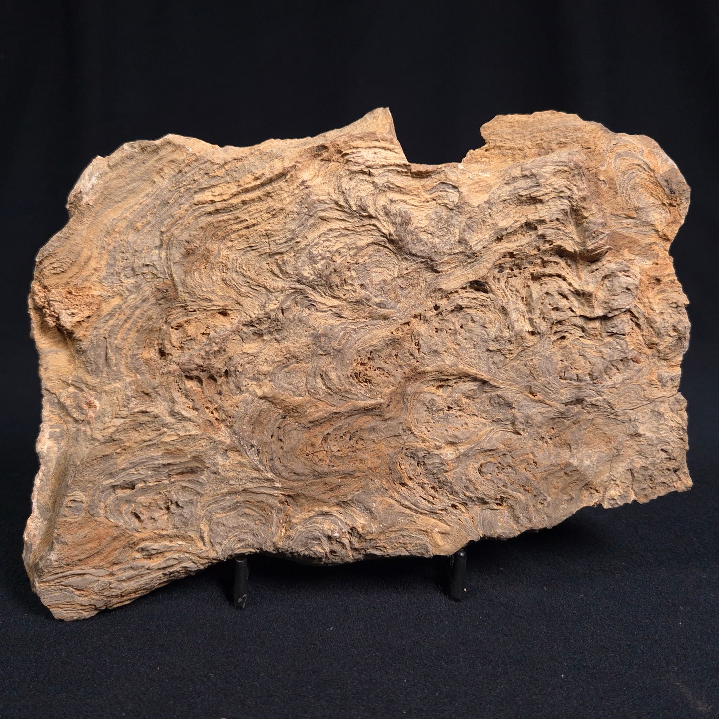 KULPARIA ALICIA STROMATOLITE, Proterozoic, Australia ZKA005