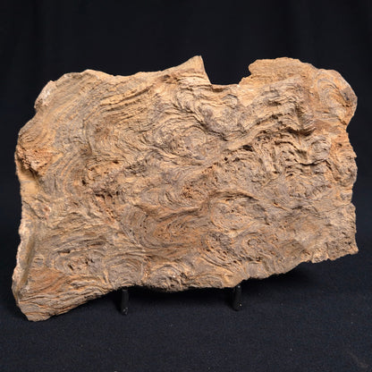 KULPARIA ALICIA STROMATOLITE, Proterozoic, Australia ZKA005