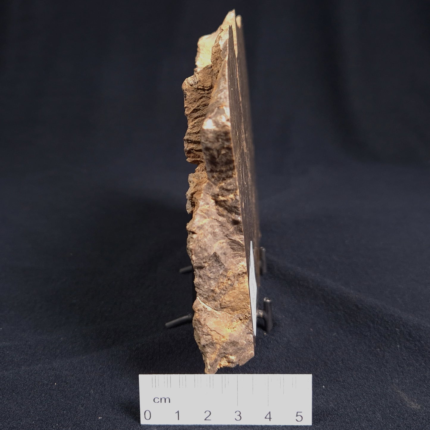 KULPARIA ALICIA STROMATOLITE, Proterozoic, Australia ZKA005