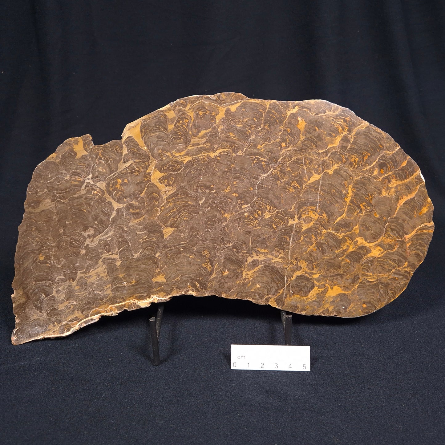 KULPARIA ALICIA STROMATOLITE, Proterozoic, Australia ZKA006