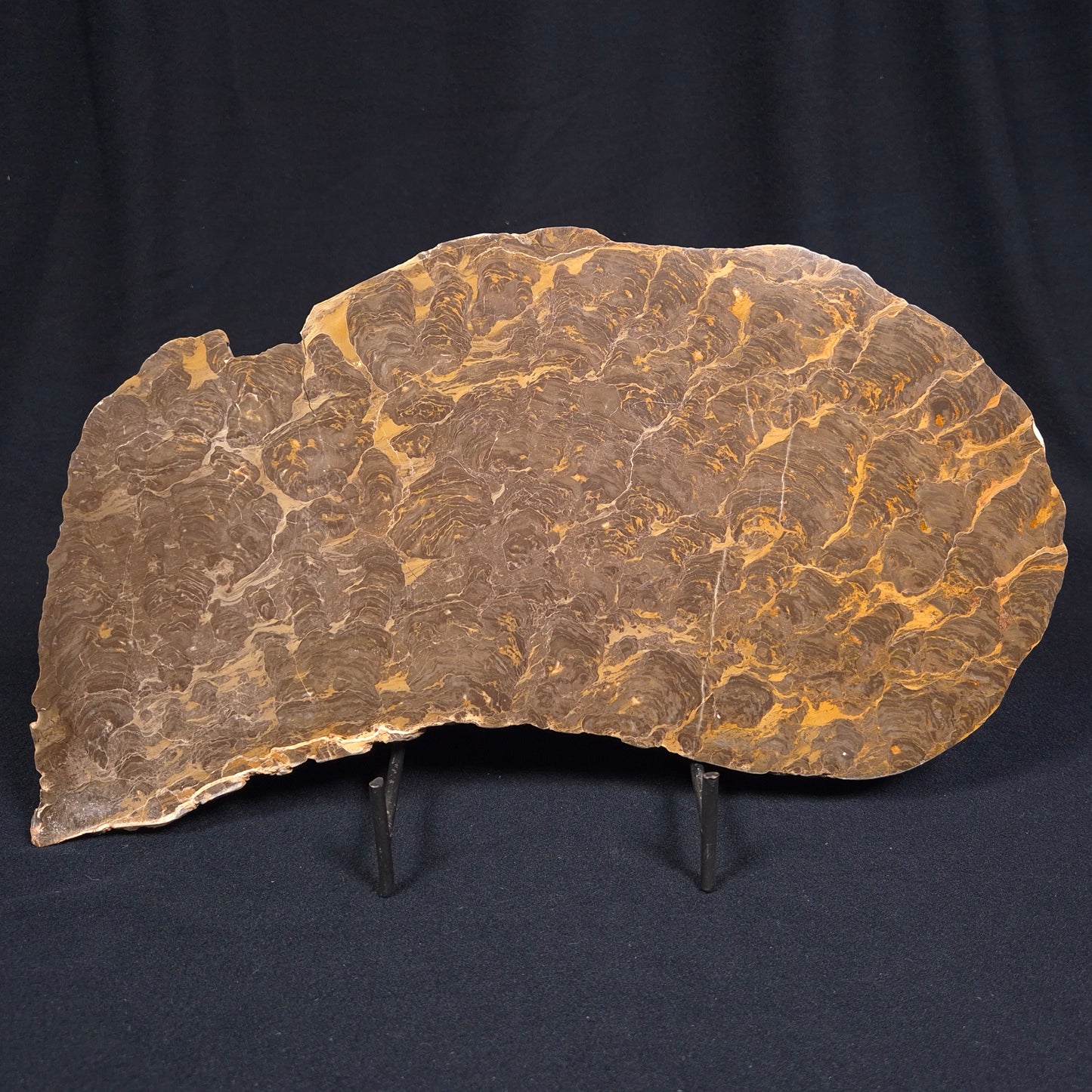 KULPARIA ALICIA STROMATOLITE, Proterozoic, Australia ZKA006