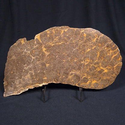 KULPARIA ALICIA STROMATOLITE, Proterozoic, Australia ZKA006