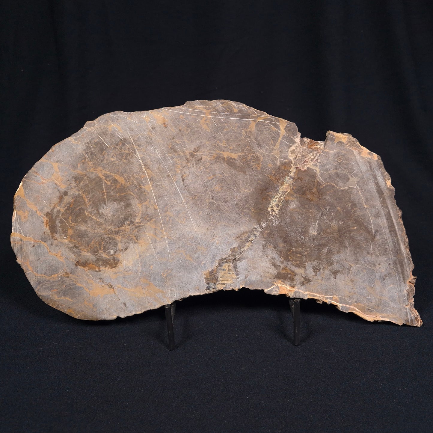 KULPARIA ALICIA STROMATOLITE, Proterozoic, Australia ZKA006