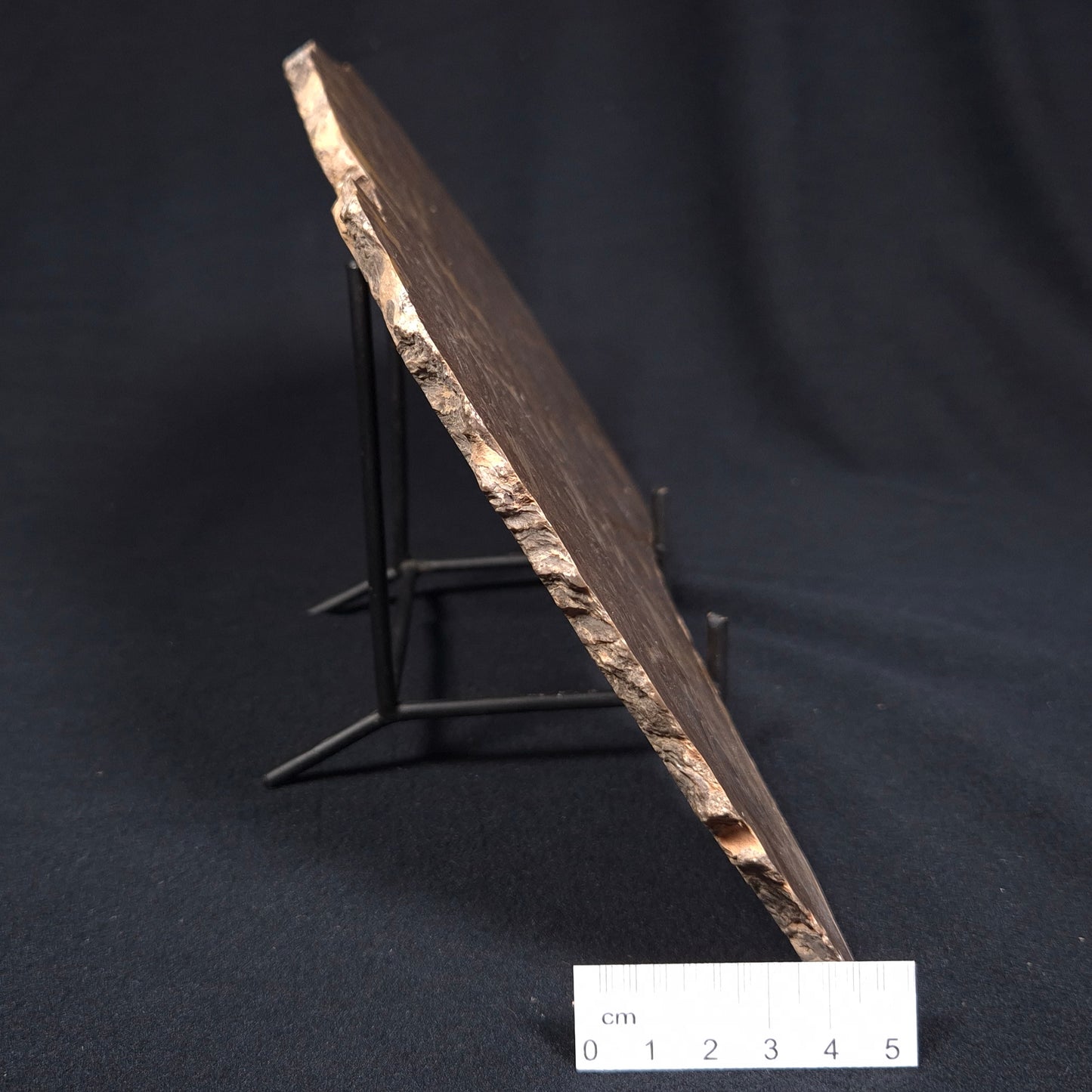 KULPARIA ALICIA STROMATOLITE, Proterozoic, Australia ZKA006