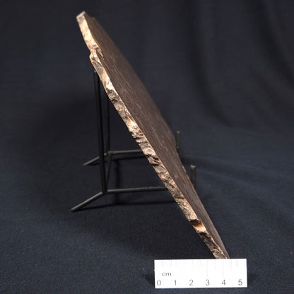 KULPARIA ALICIA STROMATOLITE, Proterozoic, Australia ZKA006