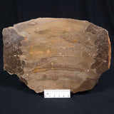 KULPARIA ALICIA STROMATOLITE, Proterozoic, Australia ZKA007