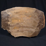 KULPARIA ALICIA STROMATOLITE, Proterozoic, Australia ZKA007