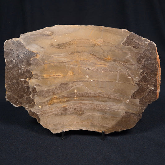 KULPARIA ALICIA STROMATOLITE, Proterozoic, Australia ZKA007