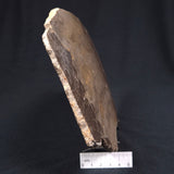 KULPARIA ALICIA STROMATOLITE, Proterozoic, Australia ZKA007