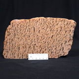 GRAPHIC FELDSPAR WITH SMOKY QUARTZ, Australia YSC012