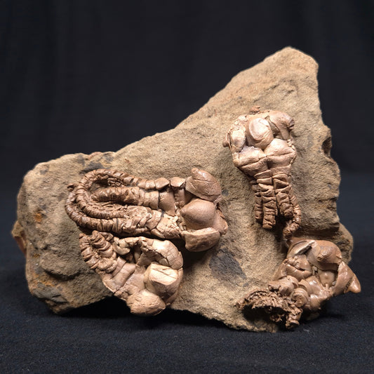 JIMBACRINUS BOSTOCKI CRINOID FOSSIL, Permian, Australia XJB001