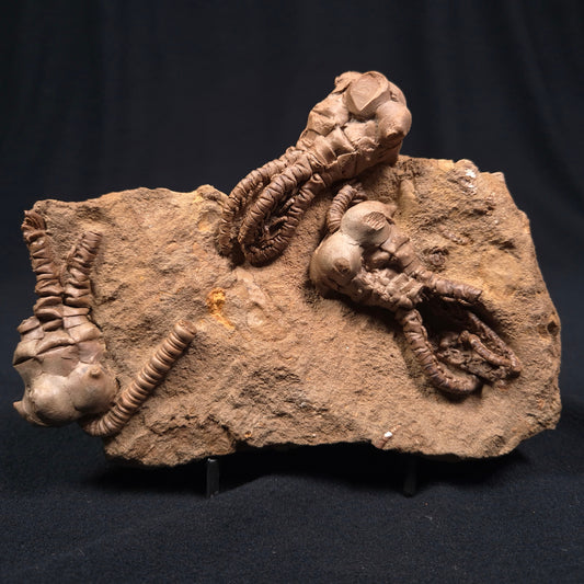 JIMBACRINUS BOSTOCKI CRINOID FOSSIL, Permian, Australia XJB002